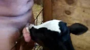 Plump guy's dick is slurped by a bovine or whatever