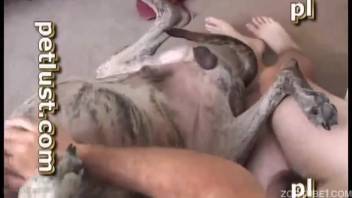 Chocolate-colored canine thrusts into a deviant guy in the doggystyle position