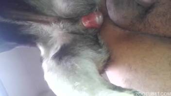 Bare guy attempts initial backdoor romp with a fluffy canine