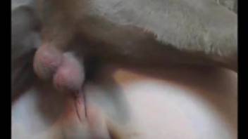 Hardcore fucking video with a pink pussy zoophile babe
