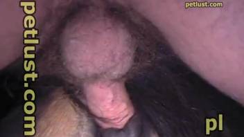 Rancher anally penetrated his horse in the rear-entry position