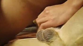 Dude's hard cock fucking a submissive-looking dog
