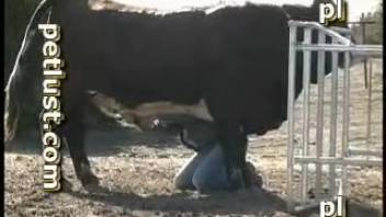 Authentic bestiality enthusiast farmer aggressively fucks his beautiful cow in the rear end