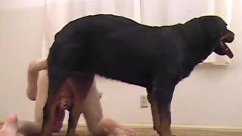 Beautiful black dog nicely drills a perverted male in doggy pose