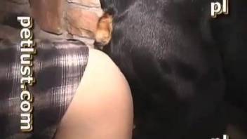 Angry black dog fucks with an owner in ass to ass pose