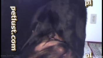 Ebony canine and aroused gentleman are indulging in bestial XXX intercourse