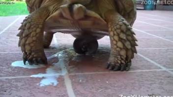 Close-up action with a sexy-ass turtle, incredible
