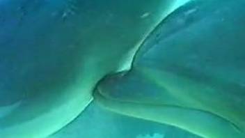 Hot video in which two pretty dolphins make love in the sea