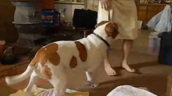 Chubby dude happily gets a rimjob from his horny-looking dog