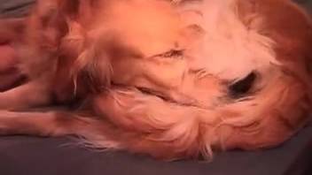 Aroused man with an unshaved penis pounding this kinky slut