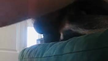 Stunning canine was ass-fucked by well-hung zoophile