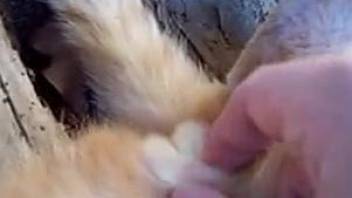 Man finger fucks furry mutt before sticking his dick inside