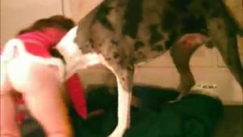 Homemaker dressed in holiday attire beckons large canine to sample her vagina