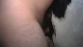 Overweight guy digitally penetrates a large barnyard creature before roughly screwing it