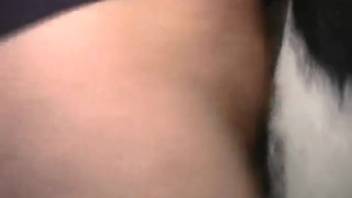 Guy thrusting back and forth in that tasty bovine pussy