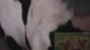 Young guy pulls out his dick and thrusts it into the steamy pussy of a cow