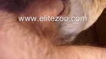 Guy thrusts his erect dick into the snug opening of a disciplined canine