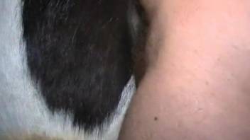 Man sticks his penis into a cow's cunt for extreme sex