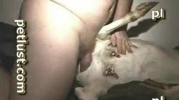Dude fucks a sexy goat's tight pussy on camera