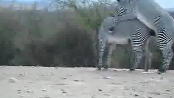 Lovely zebras fucking about in an outdoor porno movie