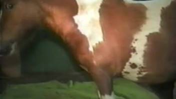 Stallion with an erect dick pounding a guy's narrow asshole