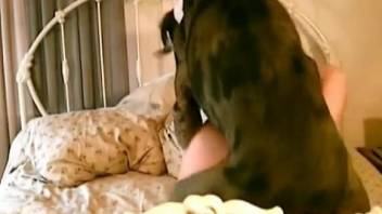 Thick beauty with a perky booty gets drilled hard by a dog, on a bed