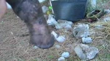 Farmer with camera shows how big stallion's sausage looks like