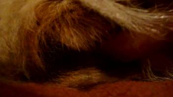 Close-up hardcore sex with furry animals in zoophilic encounters