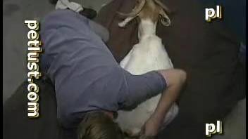 Guy thrusts his erect penis into the narrow asshole of a pale sheep