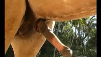 Lovely blonde sucks horse's massive dong in fresh air