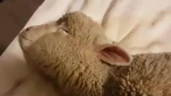 Sexy sheep getting fucked by a big-dicked dude