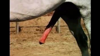 Huge horse cock showcased in a very hot video
