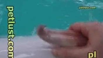 Dude strokes a dolphin's odd-shaped penis in POV