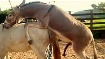 Horse getting laid makes zoophilia porn lover very happy