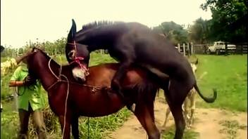 Collection of steamy sex sessions with diverse animals
