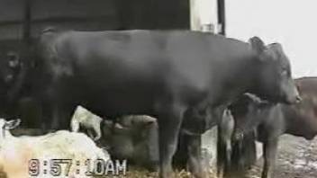 Sexy cattle showing off their naughty bits on camera