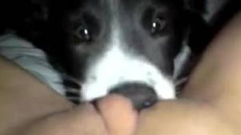Cute puppy eating the owner's pussy in this POV zoo vid