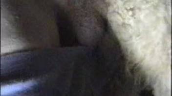Guy screws a sheep-like beast from the back