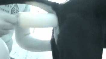 Guy penetrating his female dog's vagina with a massive dildo
