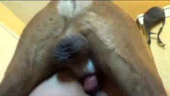 Tasty human orifice stretched wide by a canine penis