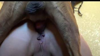 Flappy pussy getting pounded on all fours in a zoo video