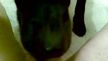 POV oral with an extremely sexy-looking black dog