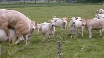Open-air orgy featuring various kinds of animals