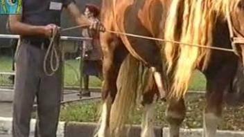 Huge horse cock being showcased in an outdoor video
