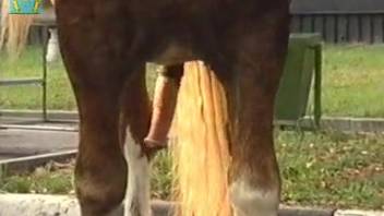 Guys showing off their stallion and its massive dick