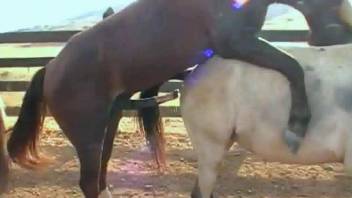 Pretty horses fucking around in an outdoor zoo porn vid