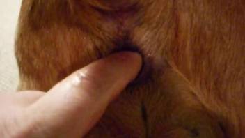 Dude fingering his dog's delicious butthole in POV