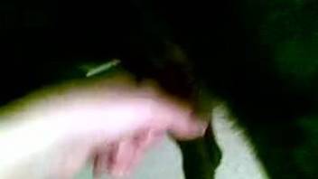 Black dog gets a nice handjob in a POV bestiality video