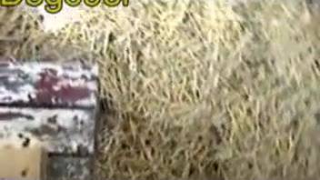 Hairy beasts screwing gives the aroused zoophile shivers