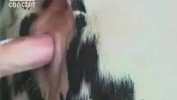Aroused guy shoves his shaft into a hairy snatch